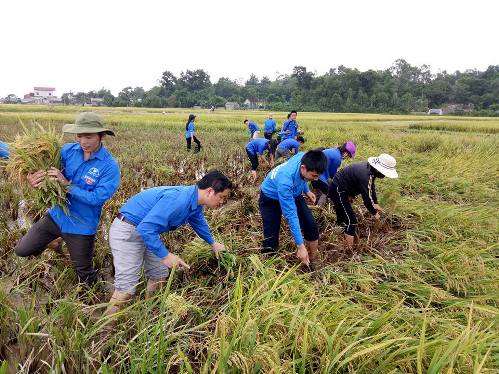 ĐVTN huyện Can Lộc ra quân giúp đỡ người dân thu hoạch lúa mùa